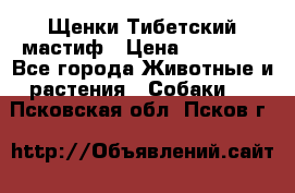  Щенки Тибетский мастиф › Цена ­ 50 000 - Все города Животные и растения » Собаки   . Псковская обл.,Псков г.